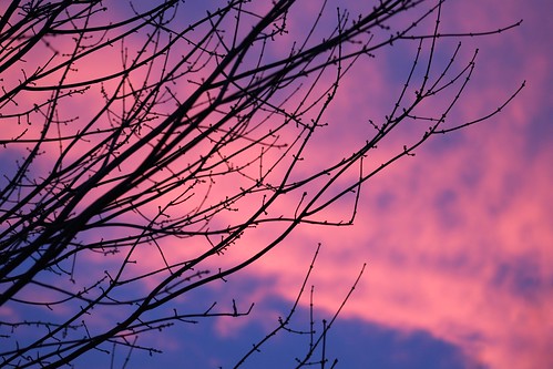 pink blue winter sunset sun tree oregon purple