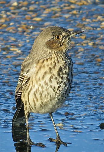 Sage Thrasher at Log Cabin Hill Rd in Putnam County, IL 023