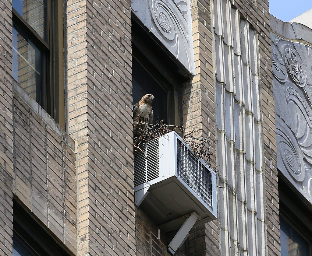 Christo on the nest