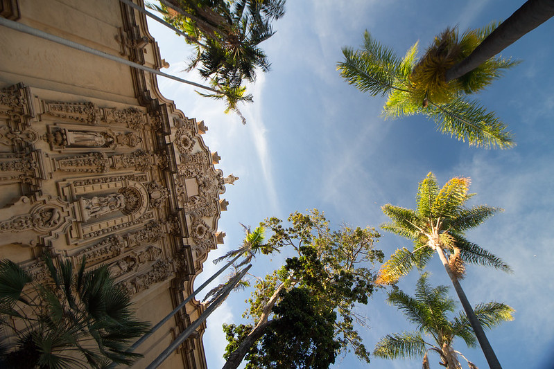 palm trees, San Diego, USA
