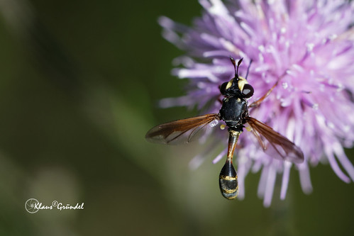 canon 6d 100mm macro insect nature