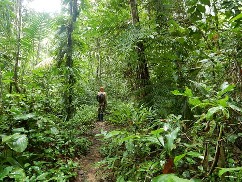 Hike through Madidi National Park - Amazon forest - Bolivia