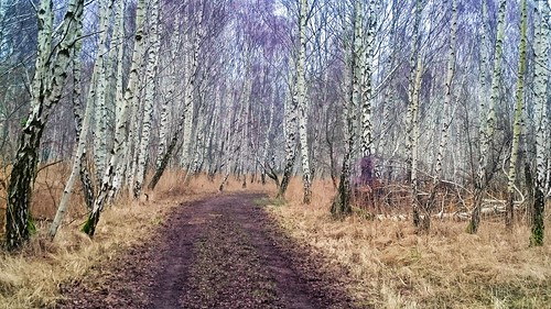 autumn winter forest denmark