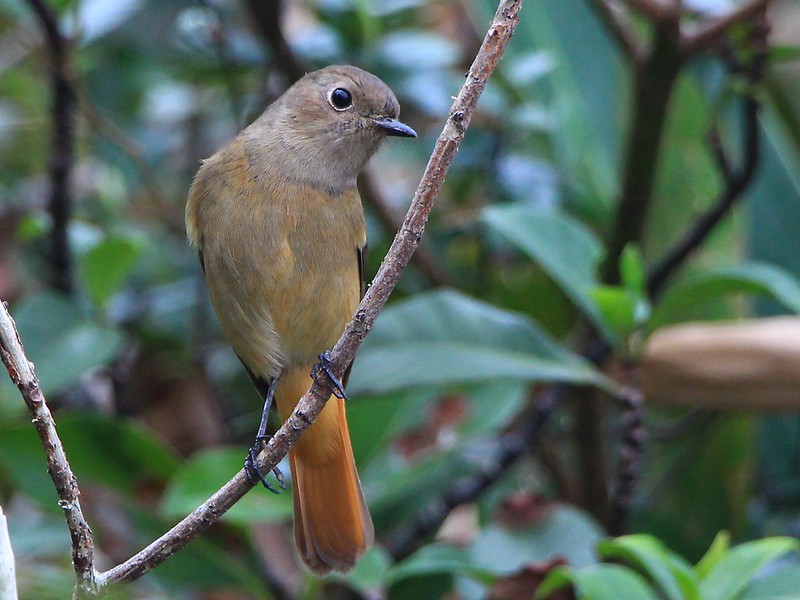 IMG_7576 黃尾鴝 母鳥 Daurian Redstart