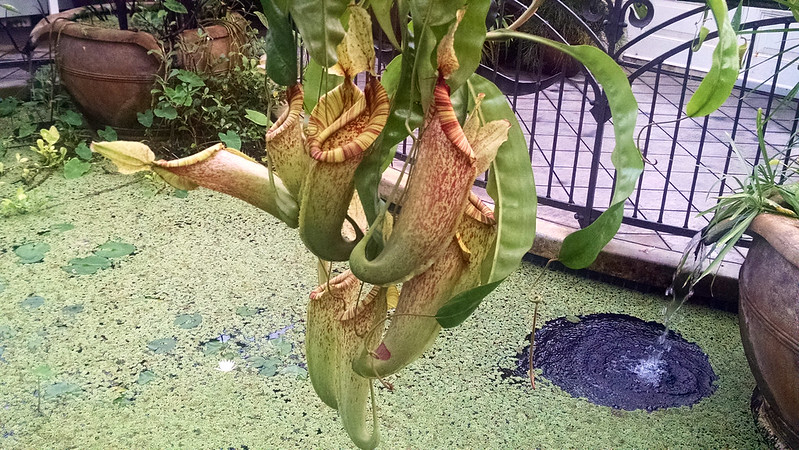 Nepenthes at the Conservatory of Flowers.