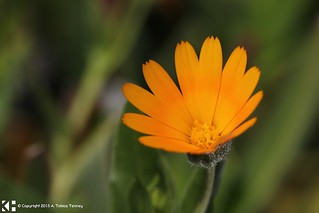 Macro of a Small Dainty Flower: Field Marigold