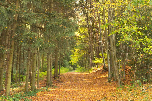 autumn nature woods herbst freistadt