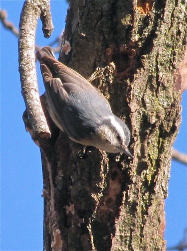 Red-breasted Nuthatch at Greenwood Cemetery in Winnebago County, IL 03