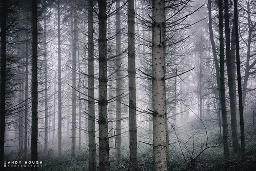 trees england mist nature fog woodland mood unitedkingdom sony wallingford conifers a99 sonyalpha andyhough slta99v littlewittenhamwood andyhoughphotography