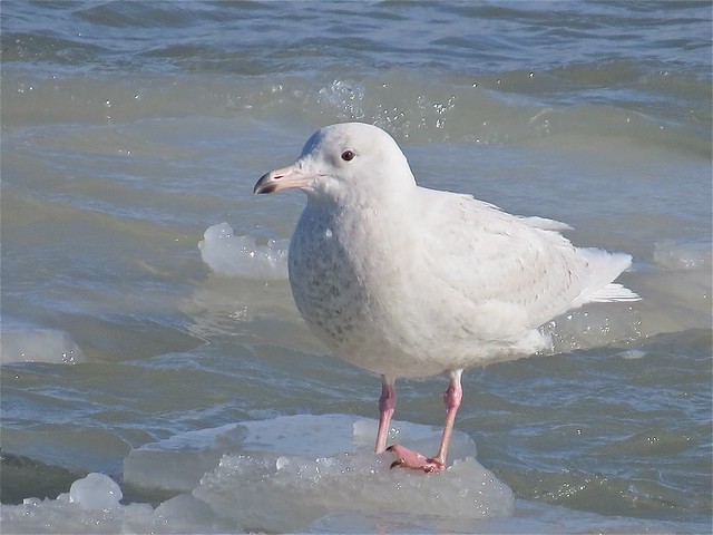 Glaucous Gull (1st Cycle) at North Point Marina in Lake County, IL 17
