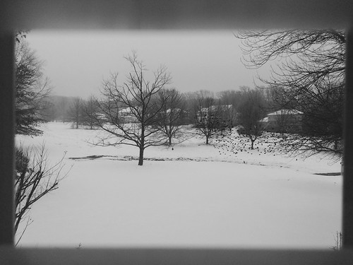 winter snow tree landscape hope blackbird