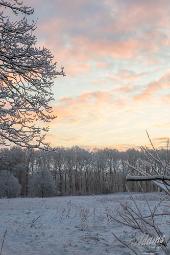 winter sneeuw nederland hei bos gelderland garderen wildekamp fordjw janwillemadams adamsphotography