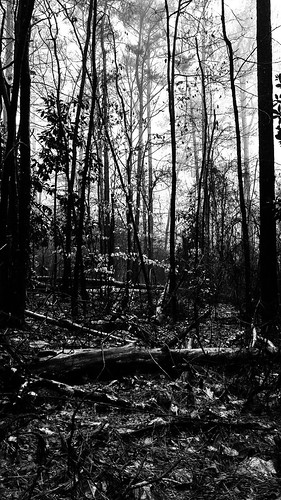 trees atlanta blackandwhite bw forest woodlands bnw mableton
