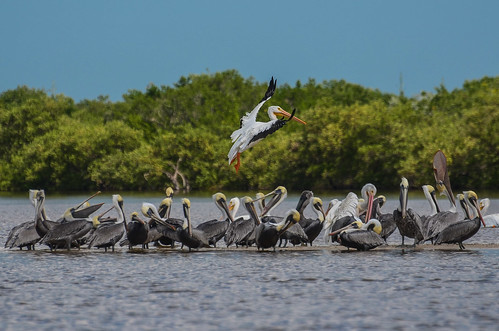 Mixed Flock of Brown & American White Pelicans