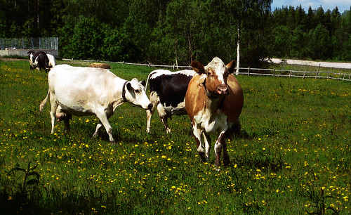 cow cows sweden farm lapland sverige
