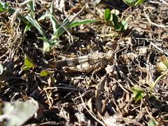 Grasshopper, Saint Didier au Mont d-Or, France - Photo of Fleurieu-sur-Saône