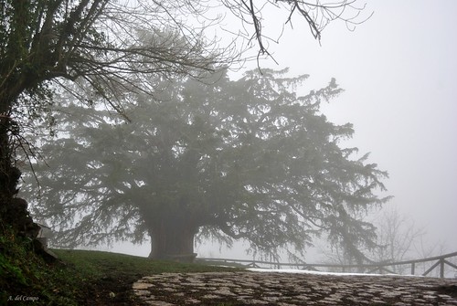 winter españa naturaleza tree luz nature fog landscape spain nikon asturias paisaje árbol invierno nikkor tejo niebla misterio quirós bermiego teixo nikond3000 tejomilenario