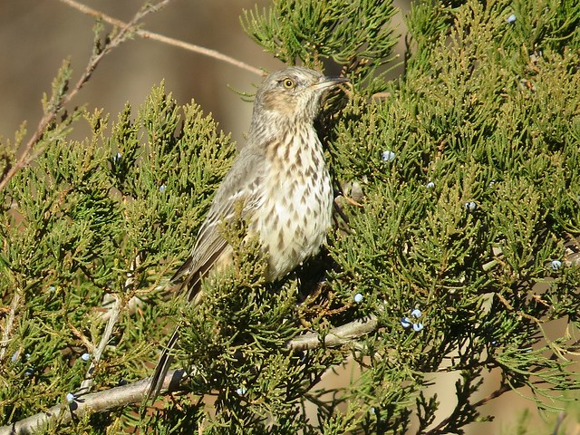 Sage Thrasher at Log Cabin Hill Rd in Putnam County, IL 094