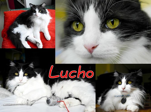 Lucho, gato cruce de Angora blanquinegro nacido en 2011 necesita hogar. Valencia. ADOPTADO. 16425117629_d40ec681fc