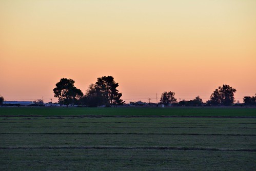 california usa tree field silhouette dawn nikon i8 elcentro d7100