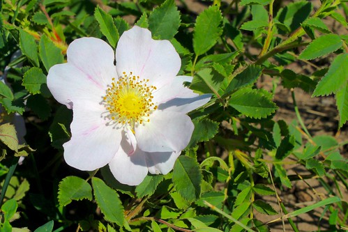 sheyenne national grassland northdakota rose wildflower flower wild
