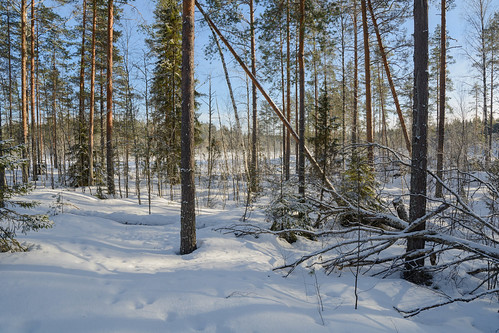 winter snow nature forest finland nationalpark nikon fi kansallispuisto ruovesi helvetinjärvi pirkanmaa d7100