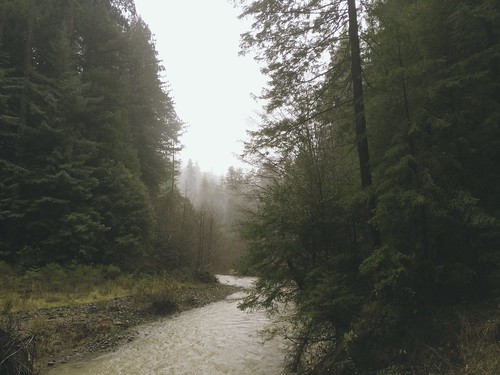 nature rain fog forest river landscape hike trail redwood redwoods iphone humboldtredwoods humboldtredwoodsstatepark iphoneography iphone5s iphone5sbackcamera415mmf22