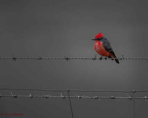 red bird birding rare vermilion flycatcher rarity ebird roycohutta
