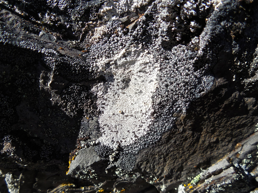 Unidentified lichen