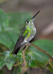 Hummingbird at Cloud Forest Reseve in Monteverde area of Costa Rica-05 3-25-14