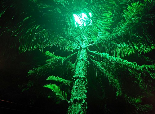 light tree verde green luz night arbol noche greenlight envigado luzverde