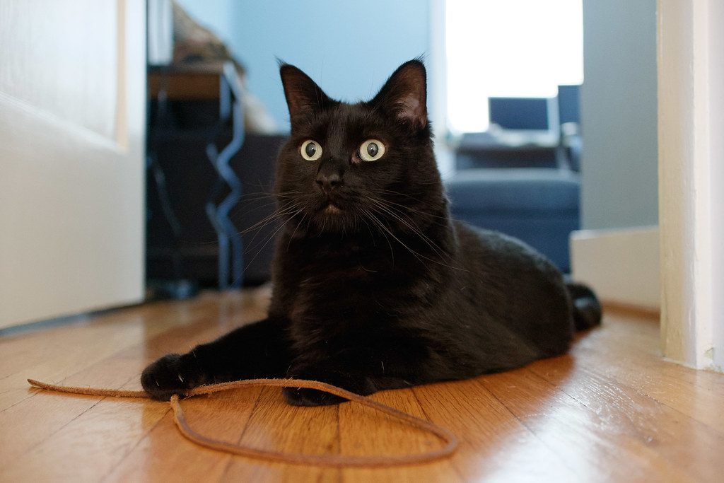 Our black cat Emma sits beside a shoestring, waiting to play