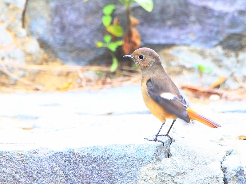 IMG_7512 黃尾鴝 母鳥 Daurian Redstart