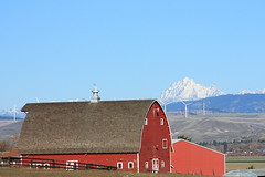 Red barn and Mount Stuart