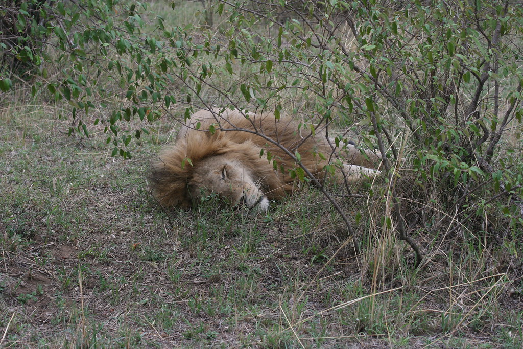 MEMORIAS DE KENIA 14 días de Safari - Blogs de Kenia - MASAI MARA III (3)