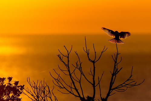 sunset red sun cute bird phoenix atardecer rojo nikon ave fenix pajaro rama gettyimages maldonado vuelo 2015 d7100 gonzak useta gonzakfotos