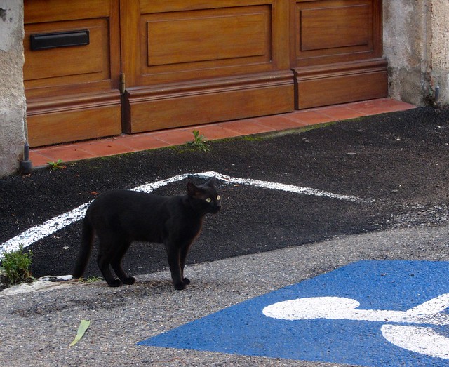 Black Cat Considering Crossing Our Path