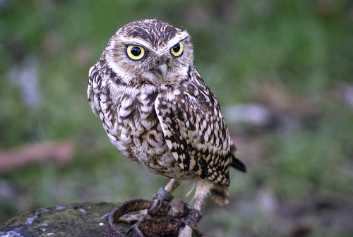 westvlaanderen owl flanders hibou waardamme