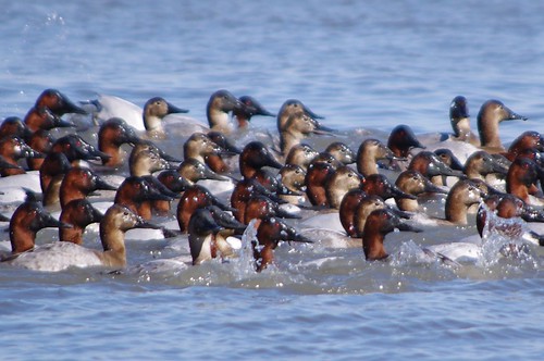 Canvasbacks cruising the York River - aother large raft with birds diving and surfacing