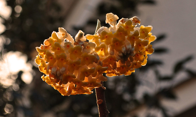 Edgeworthia chrysantha (1)