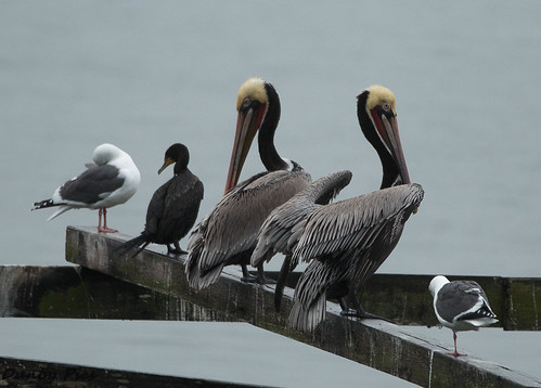 brown pelicans fog tomalesbay