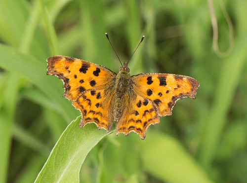 Southern Comma