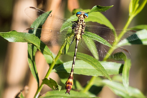 russettippedclubtail