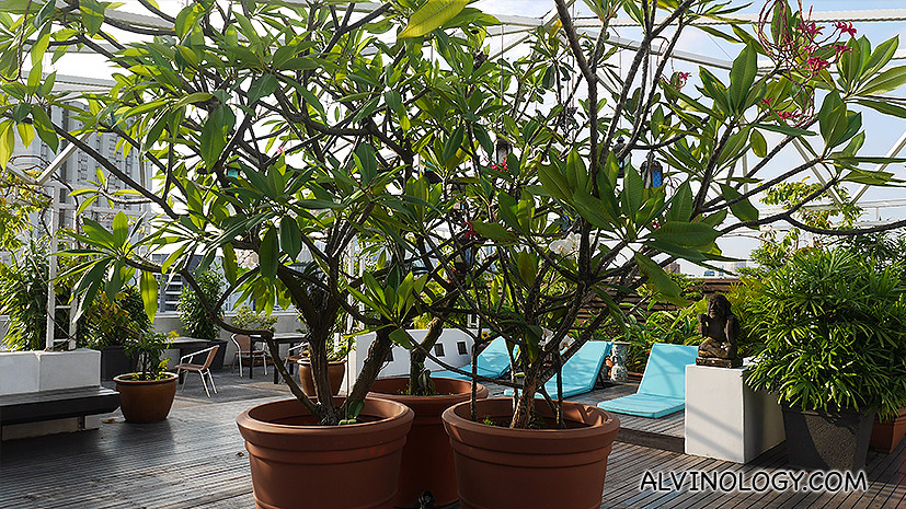 Pretty frangipani trees on the rooftop