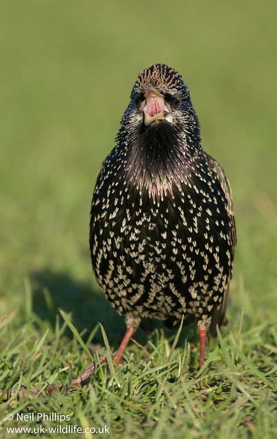 Starling in the sun 2-2
