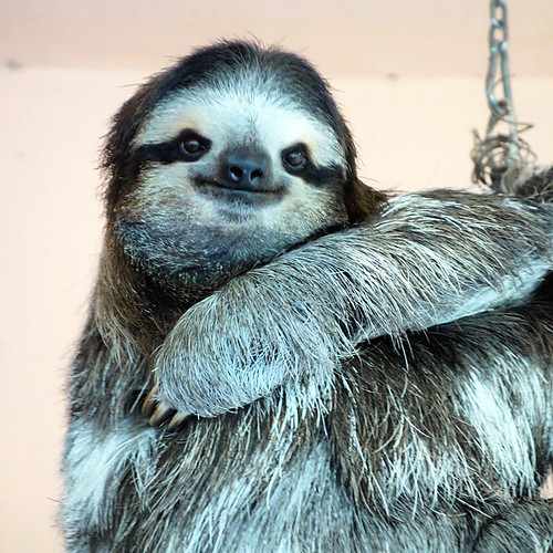 Sloth!