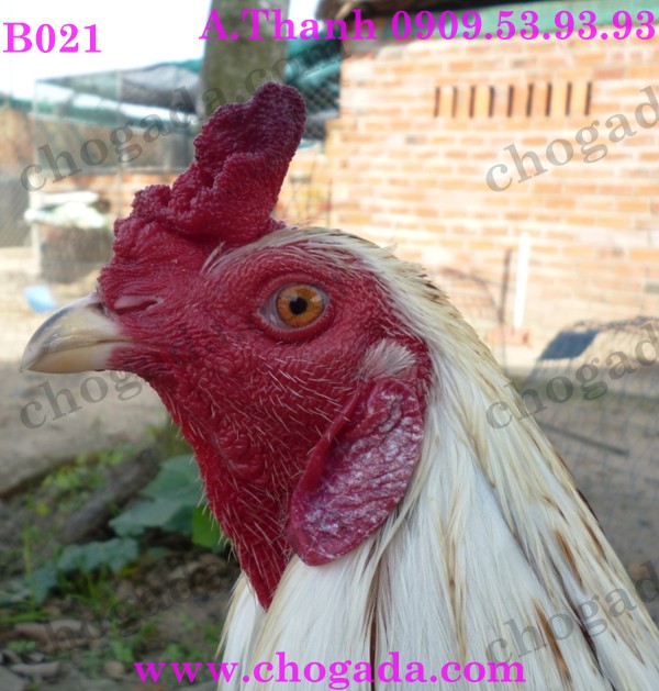 Bán gà nòi, gà tre đá tết 2015 - giá cạnh tranh 15815475600_89dc4942b4_o