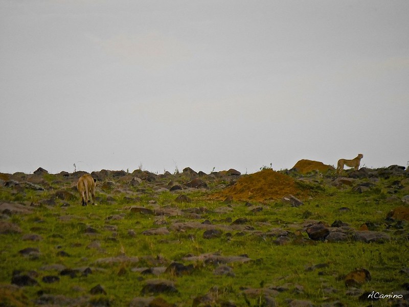 12 días de Safari en Kenia: Jambo bwana - Blogs de Kenia - Gran dia en el M.Mara viendo cazar a los guepardos (64)