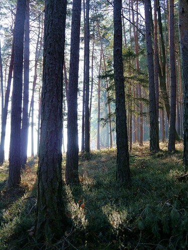 trees forest austria österreich pines wald bäume niederösterreich sonnenstrahlen sunbeams autriche föhren warth loweraustria buckligewelt kulm