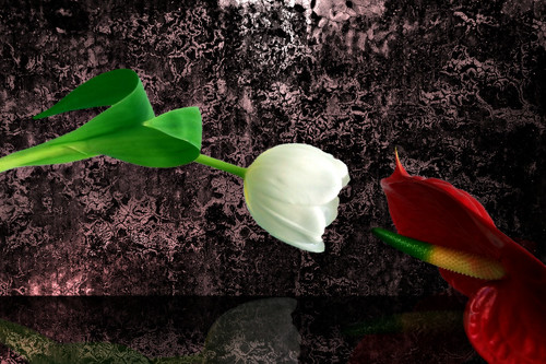 texture fleur composition crest reflet montage anthurium commune thegimp mur ville fond flore sensuel tulipe transgression éclairage création drôme tabou traitement rhônealpes sensualité fujixs1